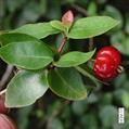 Eugenia uniflora